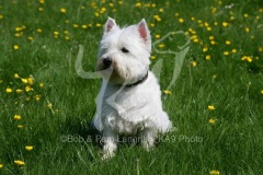 Terrier - West Highland White