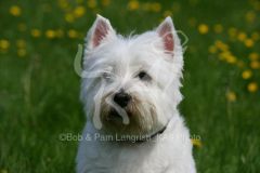 Terrier - West Highland White