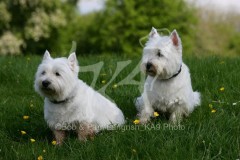 Terrier - West Highland White