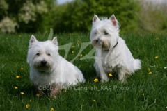 Terrier - West Highland White