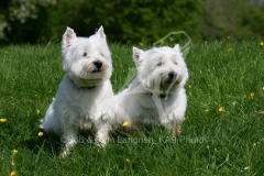 Terrier - West Highland White