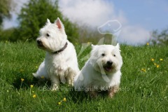 Terrier - West Highland White