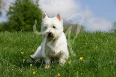 Terrier - West Highland White