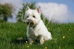 Terrier - West Highland White