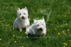 Terrier - West Highland White