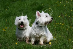 Terrier - West Highland White