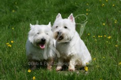 Terrier - West Highland White