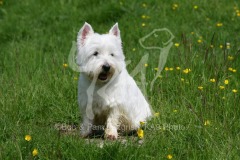 Terrier - West Highland White