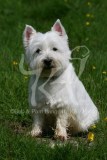 Terrier - West Highland White