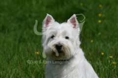 Terrier - West Highland White