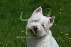 Terrier - West Highland White