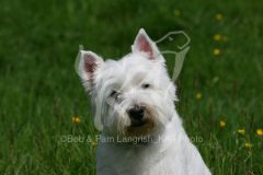 Terrier - West Highland White