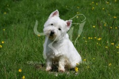 Terrier - West Highland White