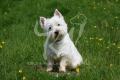 Terrier - West Highland White