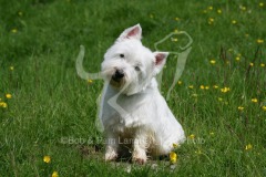 Terrier - West Highland White