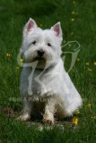 Terrier - West Highland White