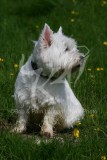 Terrier - West Highland White