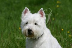 Terrier - West Highland White