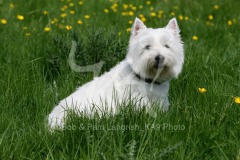 Terrier - West Highland White