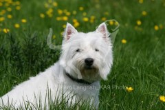 Terrier - West Highland White