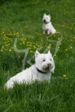 Terrier - West Highland White