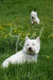 Terrier - West Highland White