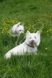 Terrier - West Highland White