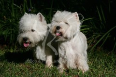 Terrier - West Highland White