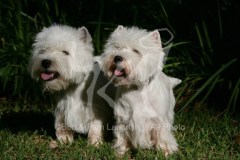 Terrier - West Highland White