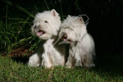 Terrier - West Highland White