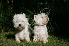 Terrier - West Highland White