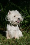 Terrier - West Highland White