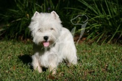 Terrier - West Highland White