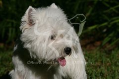 Terrier - West Highland White