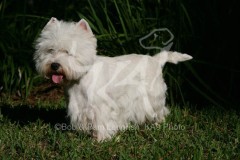 Terrier - West Highland White