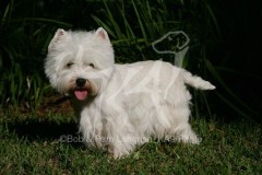 Terrier - West Highland White