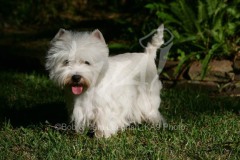 Terrier - West Highland White