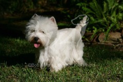 Terrier - West Highland White