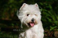 Terrier - West Highland White