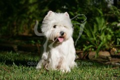 Terrier - West Highland White