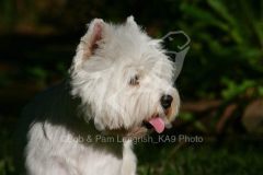 Terrier - West Highland White