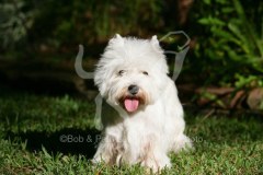 Terrier - West Highland White