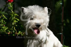 Terrier - West Highland White