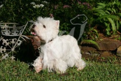 Terrier - West Highland White