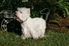 Terrier - West Highland White