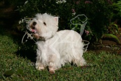 Terrier - West Highland White