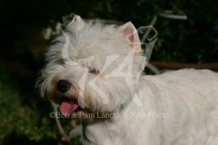 Terrier - West Highland White