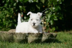 Terrier - West Highland White