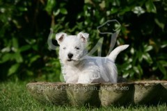 Terrier - West Highland White