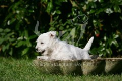 Terrier - West Highland White